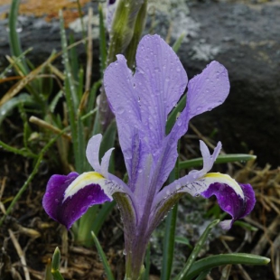 Iris kolpakowskianum